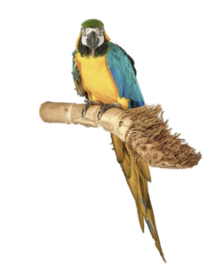 Adventure Bound Natural Bamboo Parrot Perch - Large